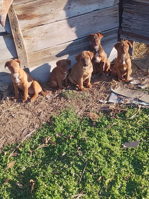 Подарявам кучета