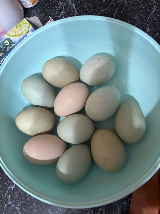 Продам кури Амераукана семейка