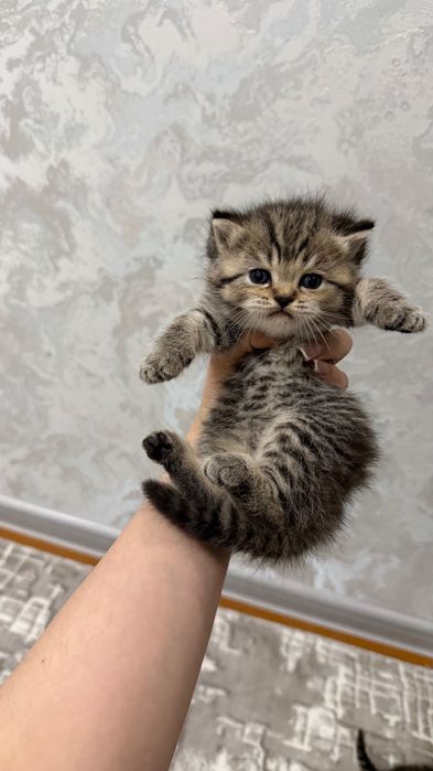 Продаётся котята