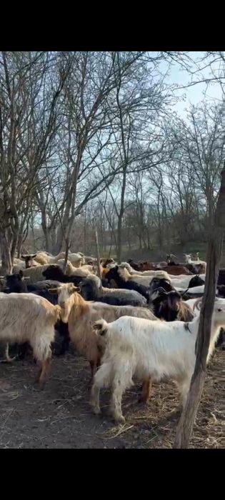 Capre și oi de vânzare