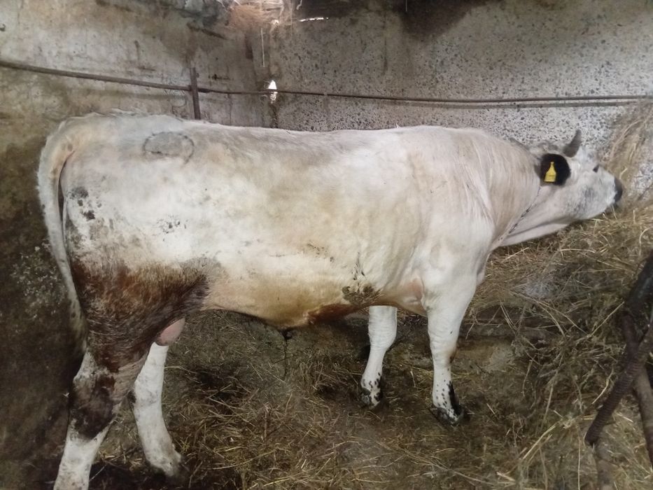 Бычок жирный на откорме