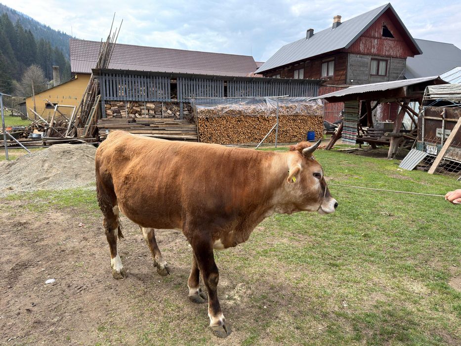 Junica gestantă de vanzare