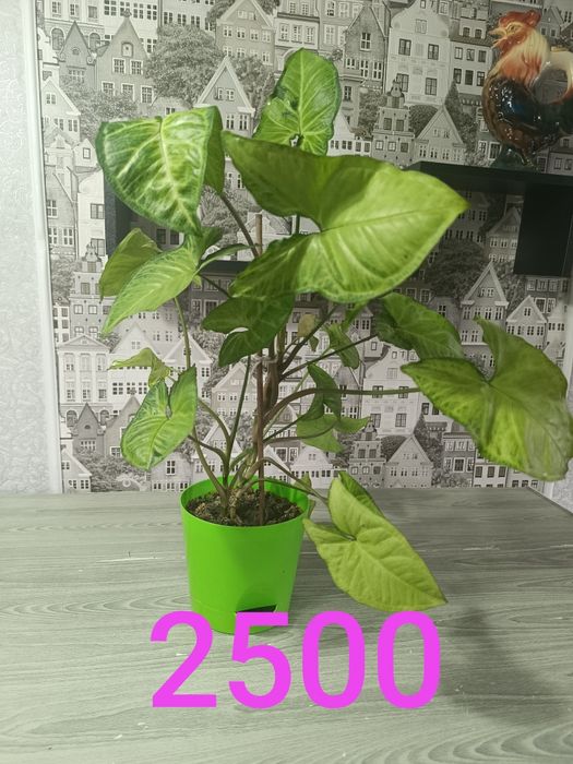Цветы не дорого   от 500 и выше