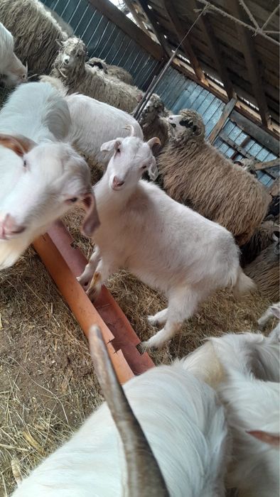 Vand capre crescute in gospodarie