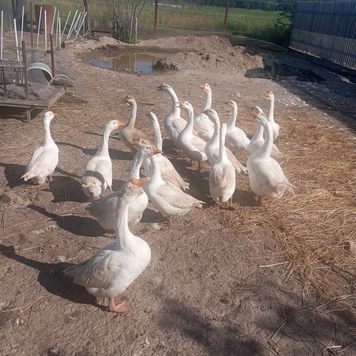 Vând URGENT 15 gâște ouătoare