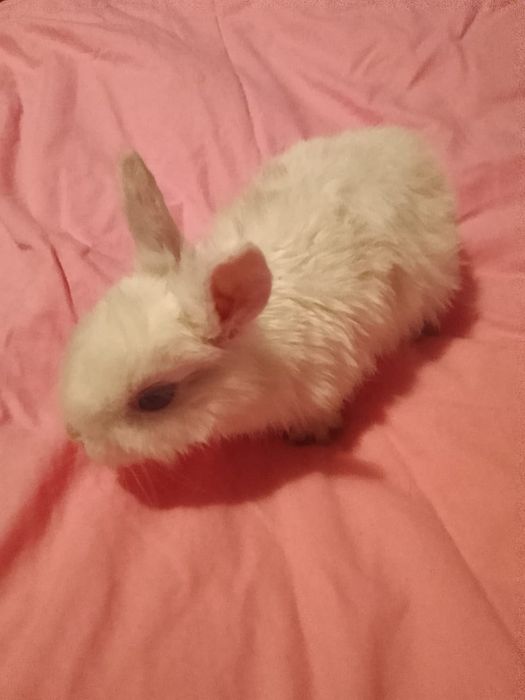 Декоративные кролики
