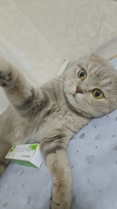 Отдам бесплатно кошку