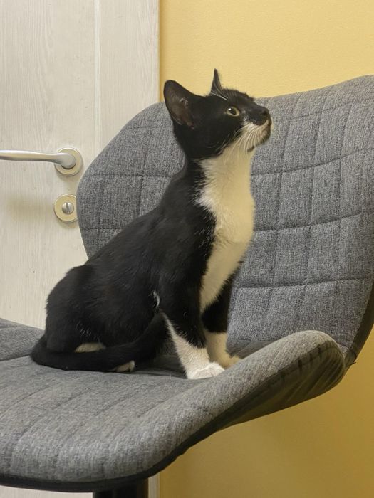 Сладко мъжко коте търси дом