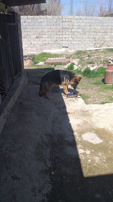 Овчарка сатылады...