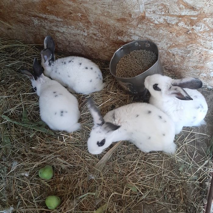 Iepuri de rasa..