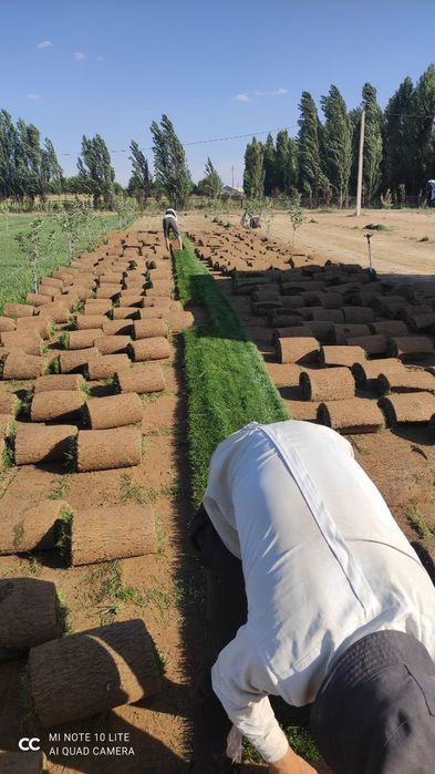 Газон рулонный жонсин виши сорт