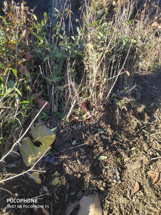 Puieți salcâm  60 bani