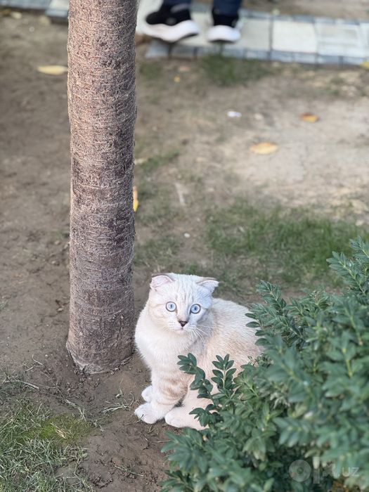 Mushuk zottor Scottish Fold