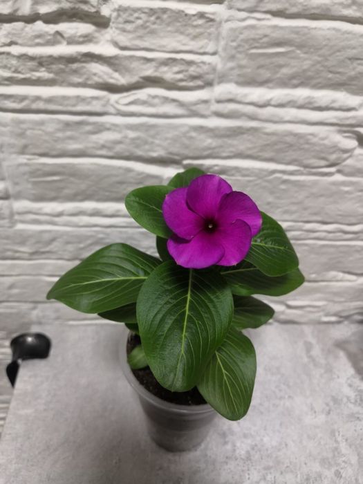 Продаю комнатные цветы.