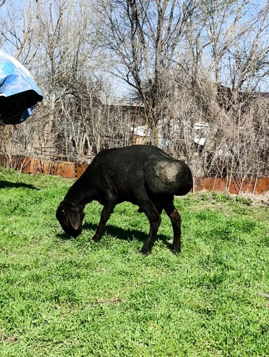 Qo'chqor bor qochqor