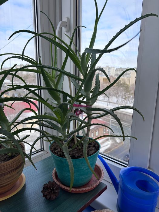 Продам растения алоэ