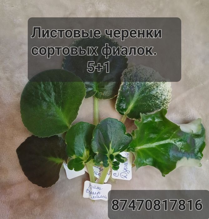 Продам листики сортовых фиалок.