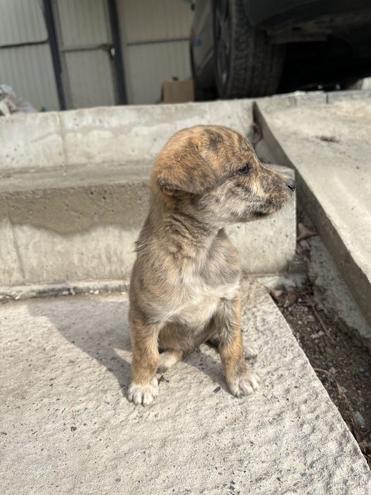 Щенок бесплатно девочка