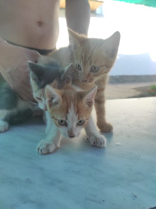 Бесплатно отдам котенка