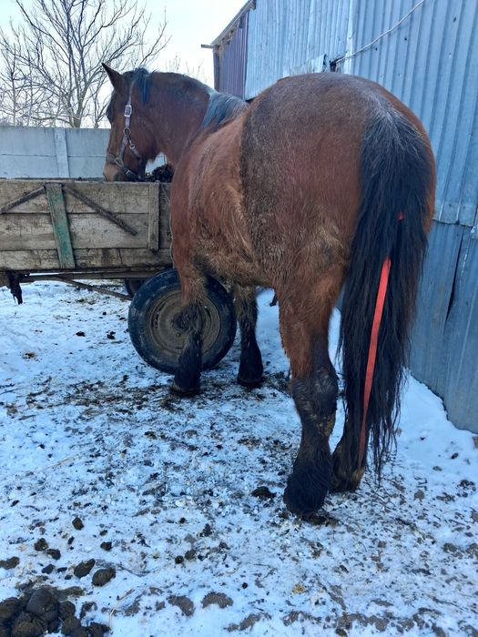 Cal castrat de vânzare