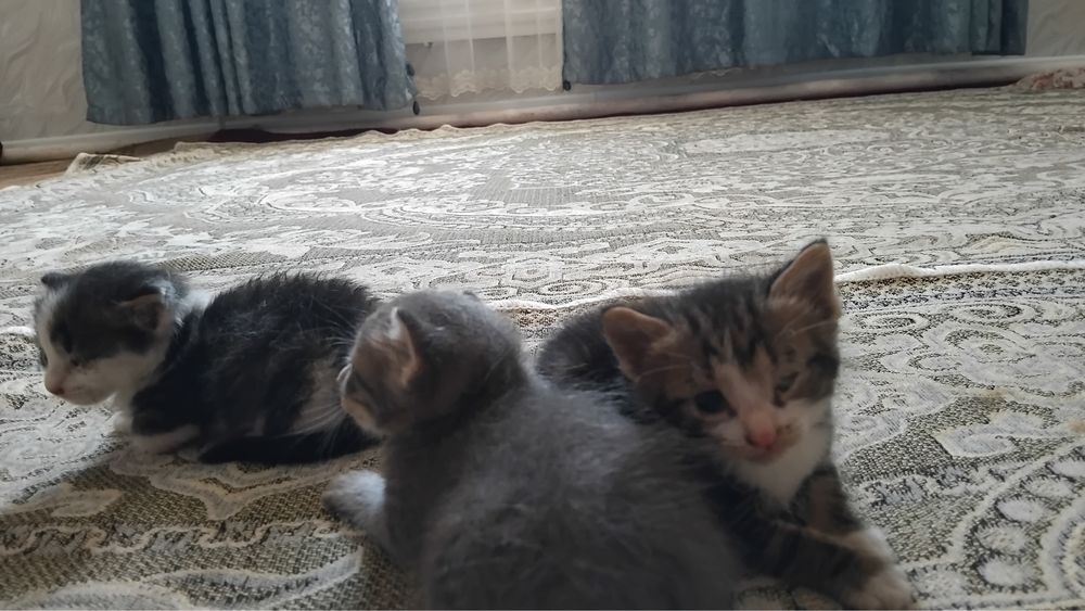 Отдам даром котяты