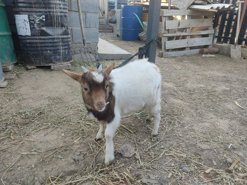 Козлёнок камерунец