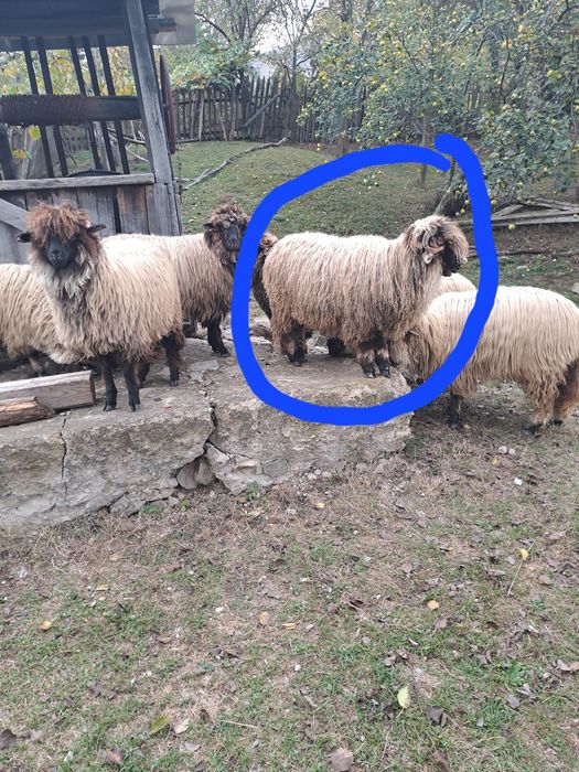 Noatin de vănzare