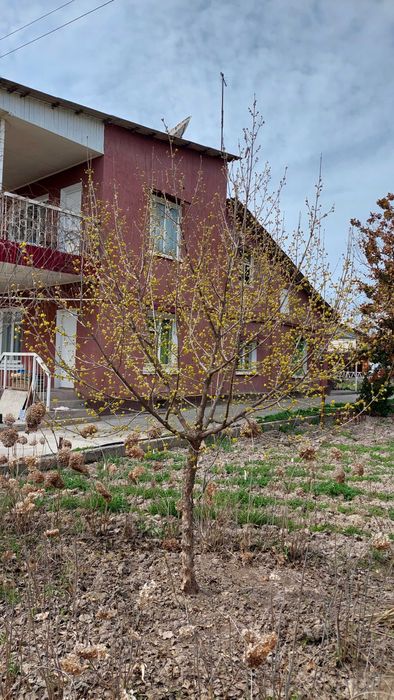 Кизил. Продаются саженцы кизила