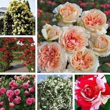 Trandafiri tip tufa și cataratori ( Diverse culori )