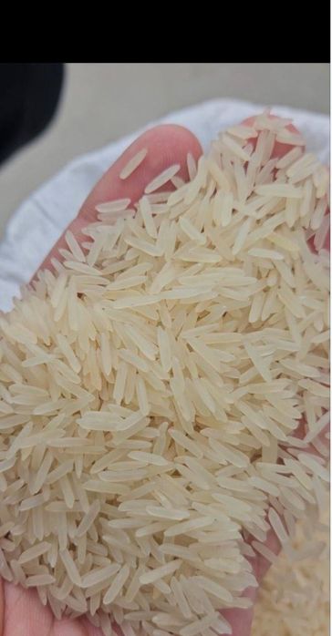 Хоразм лазер вишши сорт 1- кол