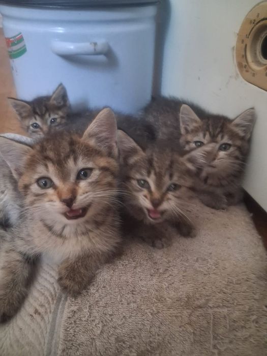 Самые красивые котята