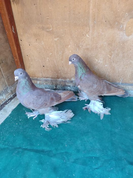 Продам голубей молодежь 2025 года