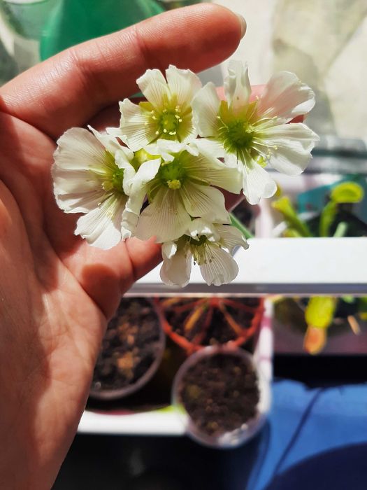 Семена на насекомоядни (хищни) растения: дионея, росянка