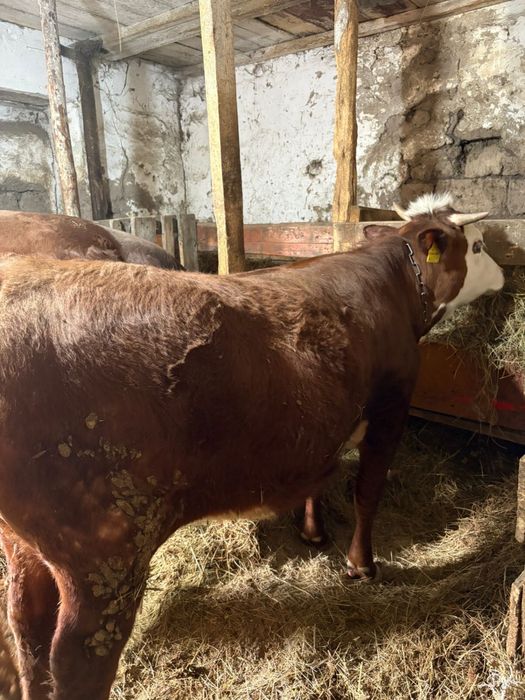 Продам бычков бело головые