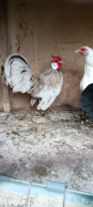 Продавам петле Розкомб