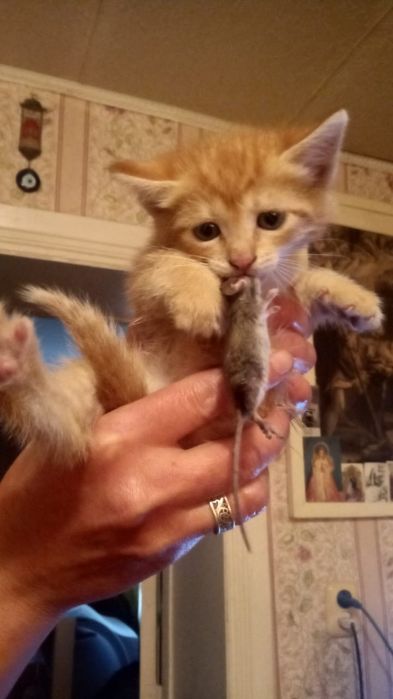 Отдам котят в добрые руки.