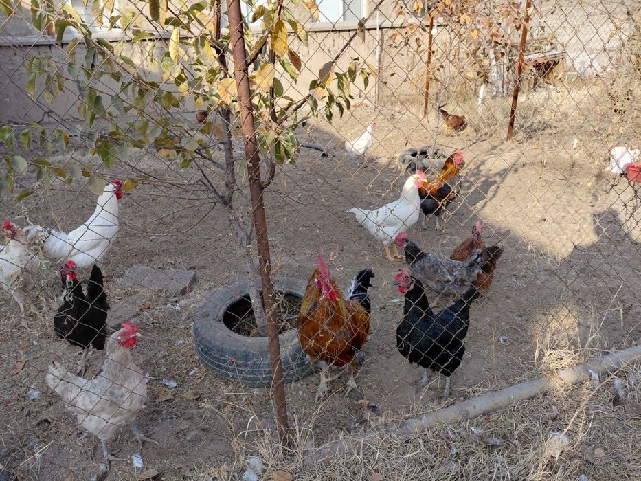 қораз сатылады тез арада