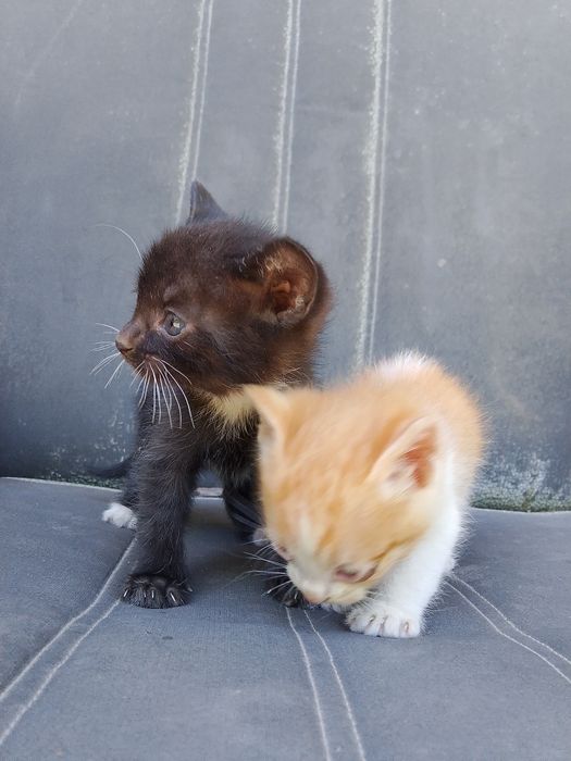 Отдам 5 котят бесплатно