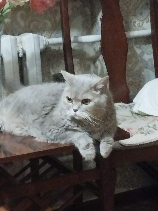 Кот британец отдам только в добрые руки