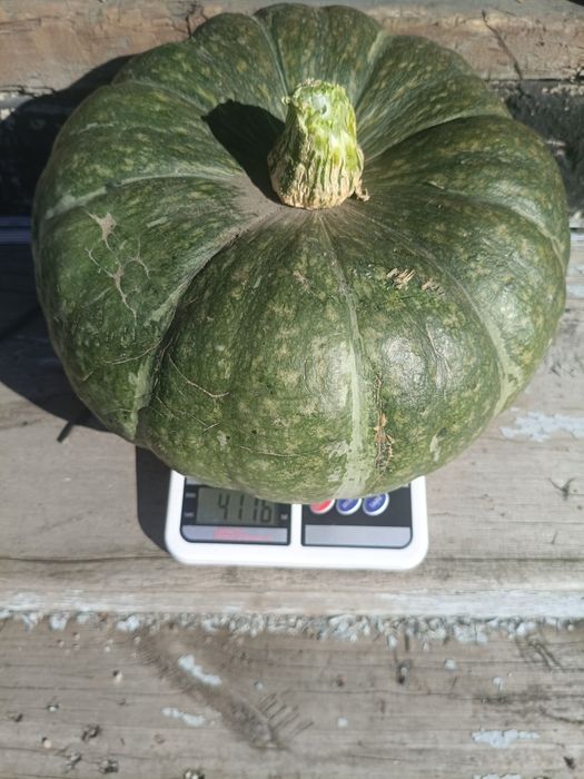 Продам тыквы большие