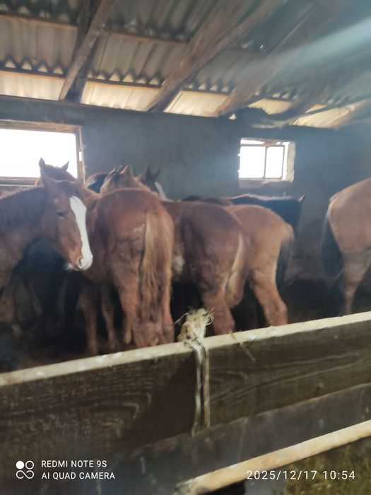 2 бас тай сатылады срочна