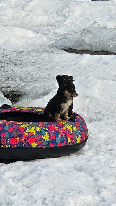 Отдам 2 щенков в хорошие руки