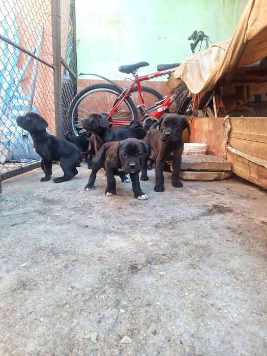 Продавам Кане Корсо