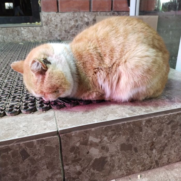 Кот грустный в добрые руки