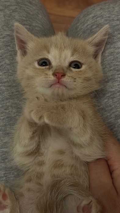 Мысықтар бериледи