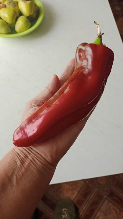 Рассада перцев сладких и острых