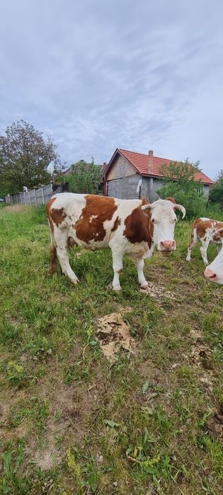 Vând vacii cu vițele