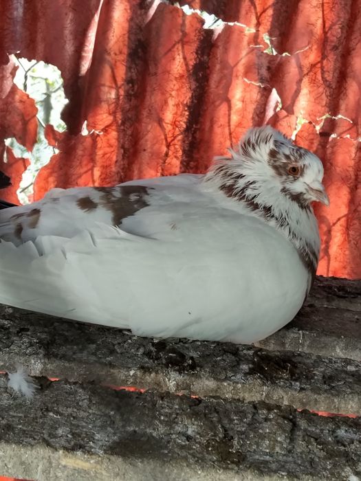 Porumbei ,uriași maghiar ,strasseri