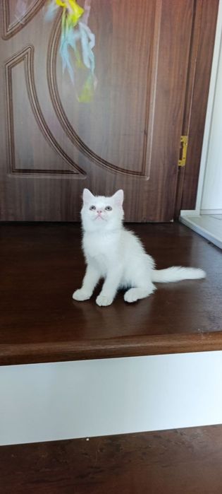 Britan mushukchalar Британские котята