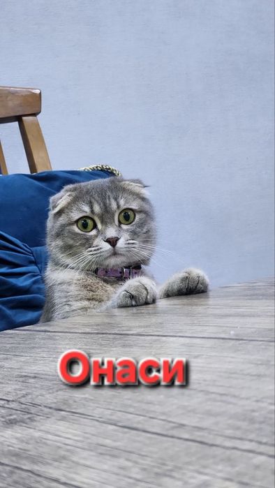 Породистый котята скоттиш страйт и фолд